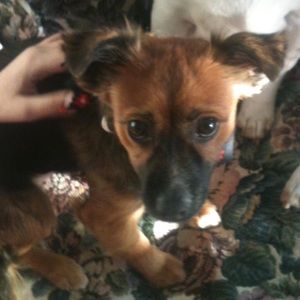 Meet your Posher, Sam